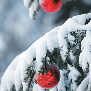 Winter image of red ornaments on a snowy pine tree branch.