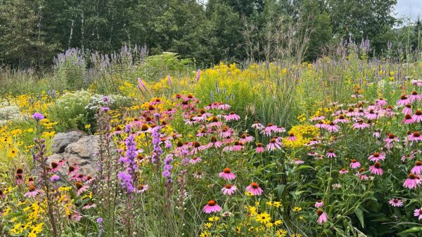 Photo of the flowering Garden