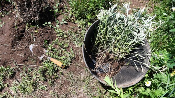 Photo of a plant and a trowel