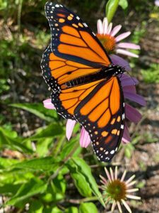 Photo of a butterfly in a St. Scholastica garden