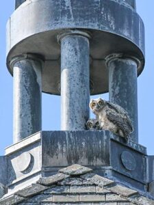 Photo of a juvenile great horned owl in the chapel and library steeple