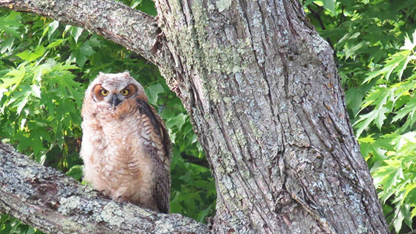 Photo of a juvenile great horned owl sitting in a tree.