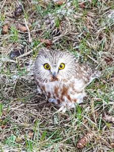 A small northern saw-whet owl sitting in the grass near the Science Building.