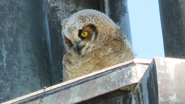 Photo of a juvenile great horned owl in the chapel and library steeple
