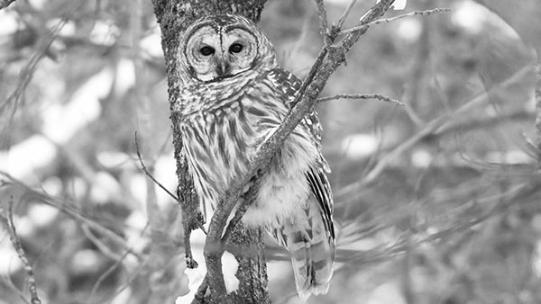 Photo of an Adult Barred Owl in Gethsemane Cemetery in winter.