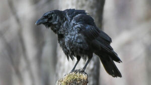Photo of an american crow on the Maryglade trail.