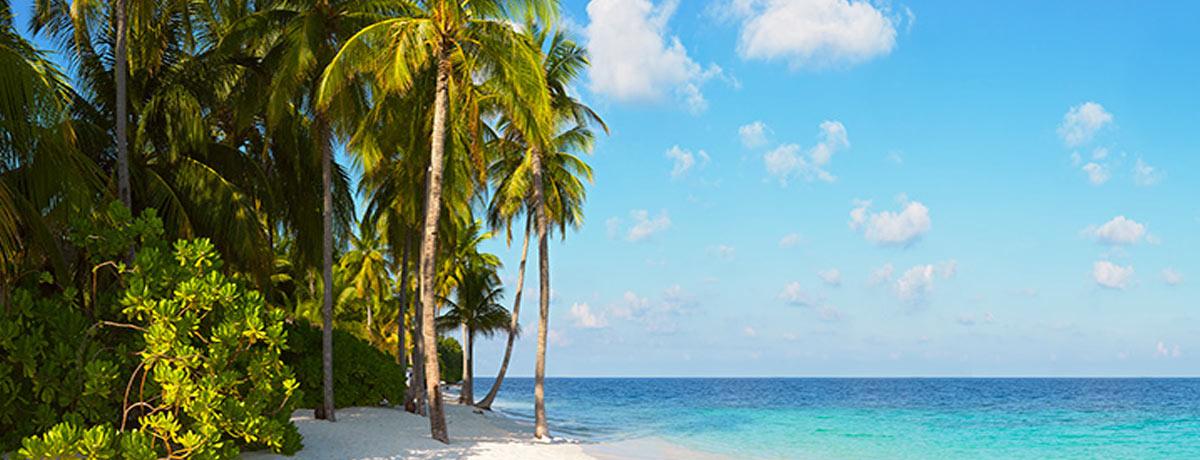 A beach with palm trees in the Caribbean.