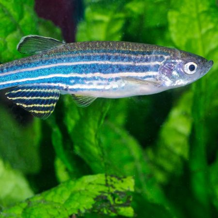 Fish in aquarium.