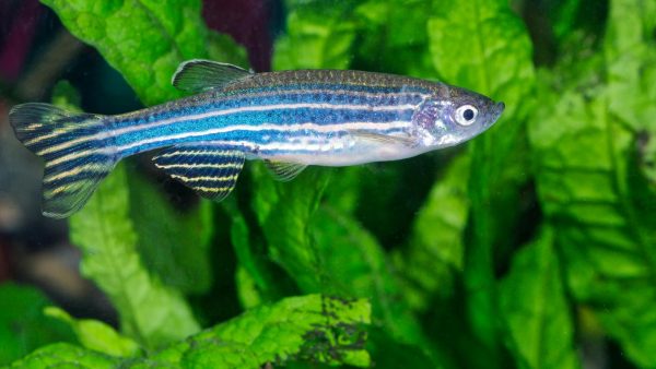 Fish in aquarium.