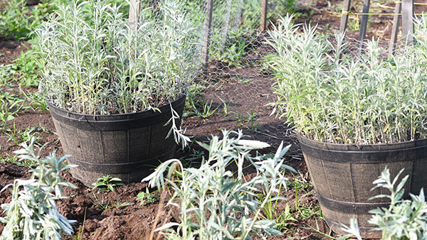 Photo of three plants in wooden planters