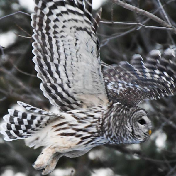 Photo of a Barred Owl flying through Gethsemane Cemetery