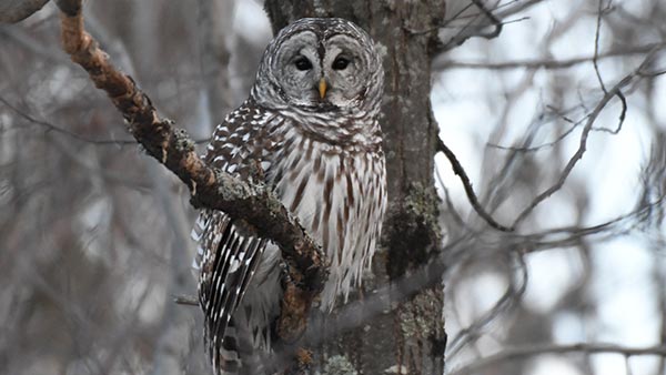 Barred Owl sitting in a tree.