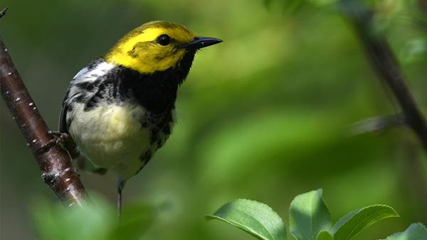Black-throated Green Warbler sitting in a tree.