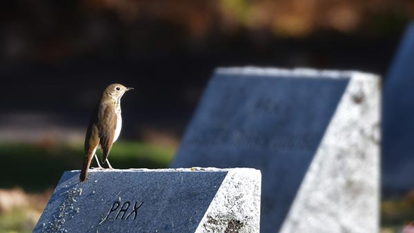 Hermit Thrush found in Gethsemane Cemetery on the Feast Day of St. Francis in 2020.