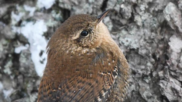 Winter Wren sitting in a tree.