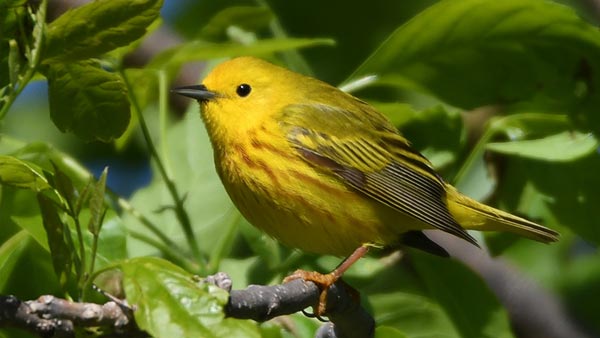 Yellow Warbler sitting in a tree.