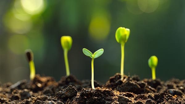 Seedlings sprouting out of the ground.